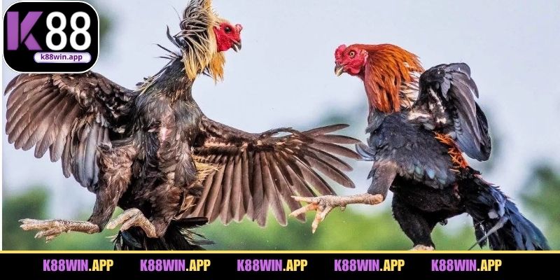 Khái quát chặng đường phát triển của đá gà Campuchia