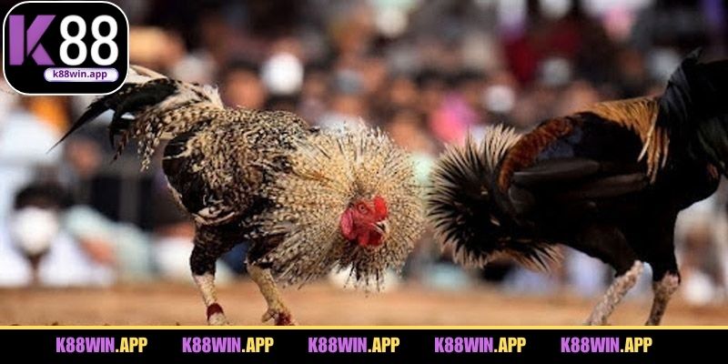 Các dạng đá gà thu hút nhiều người theo dõi 