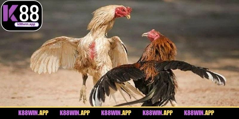 Hệ thống luật chơi áp dụng trong các trận đá gà cần biết