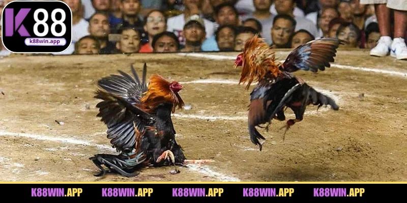 Tổng quan thông tin cho bạn về mô hình đá gà Thomo