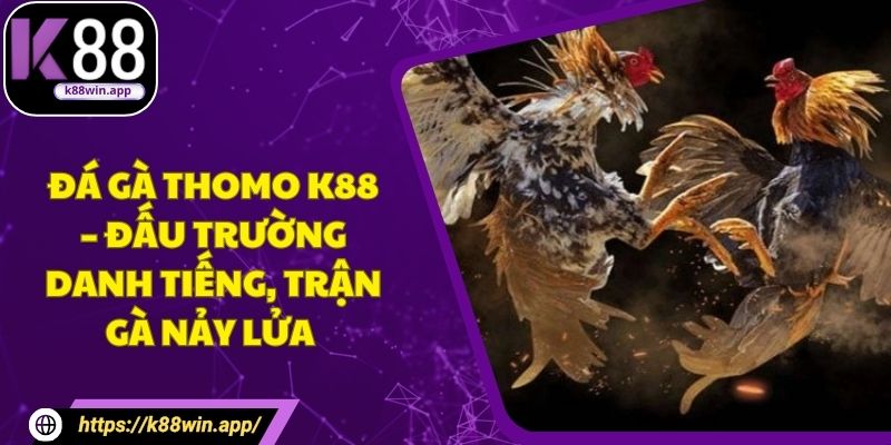 Đá Gà Thomo K88 – Đấu Trường Danh Tiếng, Trận Gà Nảy Lửa 